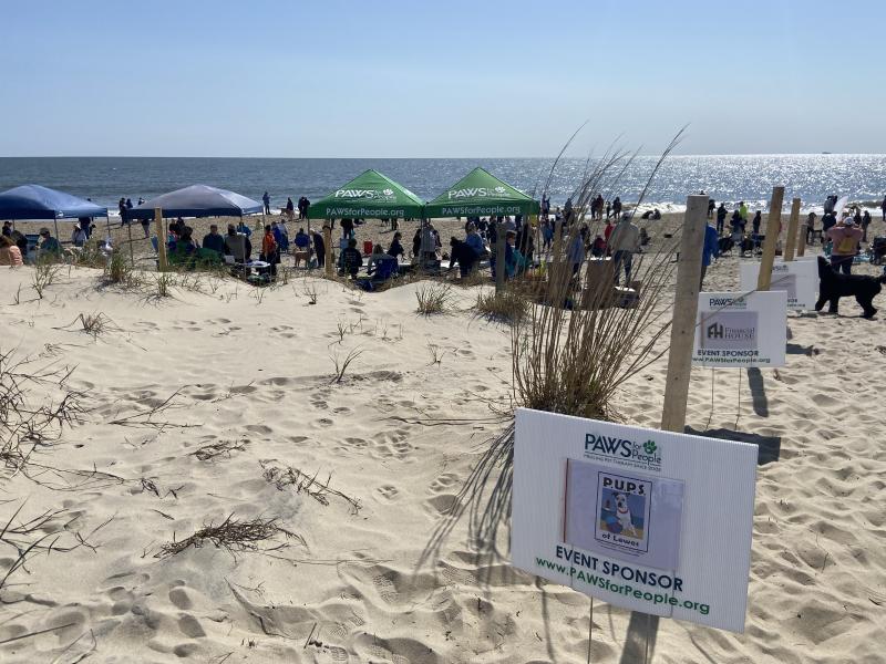 More than 600 Golden Doodles and their people gathered in Dewey Beach April 30 for the annual doodle romp. ELLEN DRISCOLL PHOTO